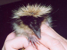 Фото Полосатый тенрек