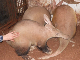 Смотреть фото Трубкозубы Фото Трубкозубы