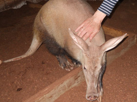 Смотреть фото Трубкозубы Фото Трубкозубы