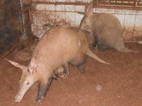 Смотреть фото Трубкозубы Фото Трубкозубы