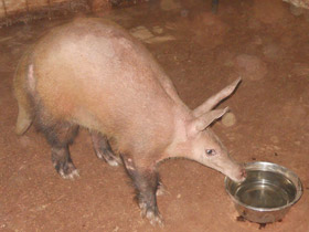 Смотреть фото Трубкозубы Фото Трубкозубы