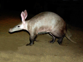 Смотреть фото Трубкозубы Фото Трубкозубы