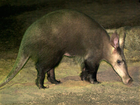 Смотреть фото Трубкозубы Фото Трубкозубы