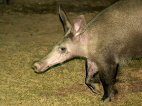 Смотреть фото Трубкозубы Фото Трубкозубы