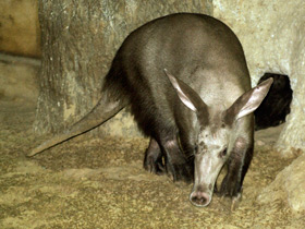 Смотреть фото Трубкозубы Фото Трубкозубы