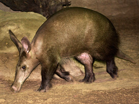 Смотреть фото Трубкозубы Фото Трубкозубы