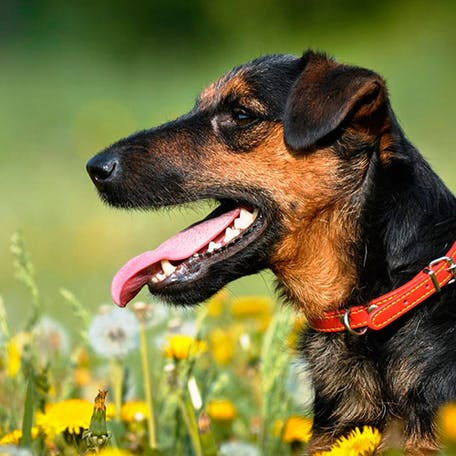 Немецкий ягдтерьер