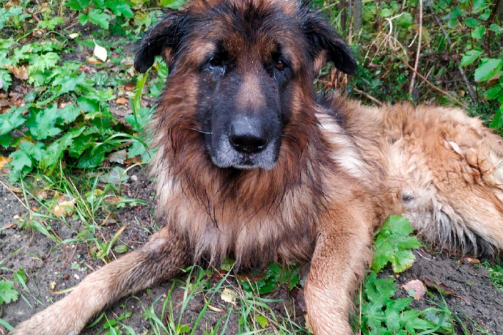 Что делать, если вами найдена чужая собака