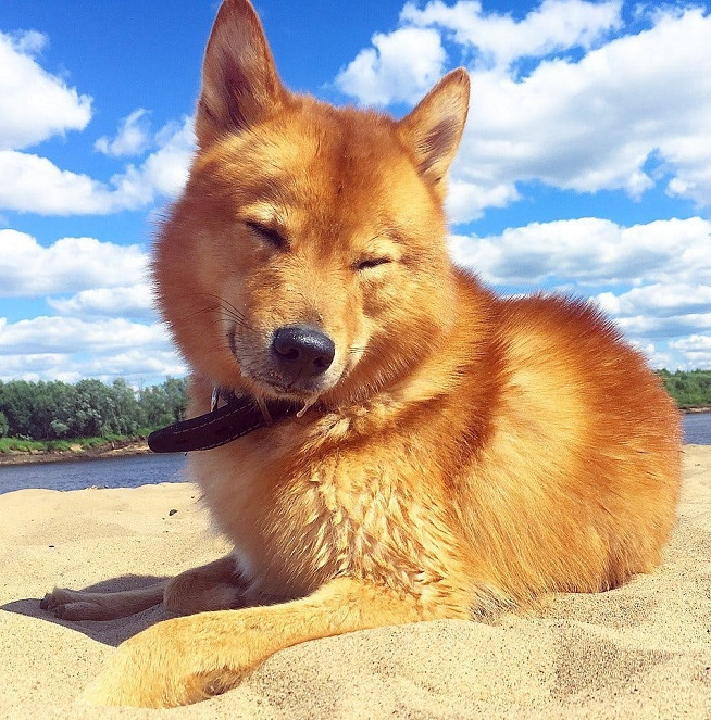 Финский шпиц