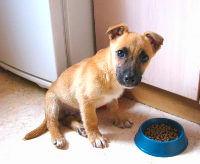 Как бороться с бунтарским нравом дворняги?