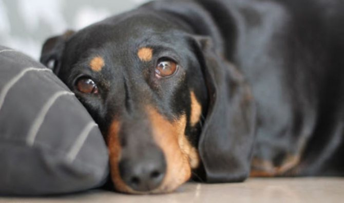 Как научить щенка спать всю ночь: метод дрессировщика