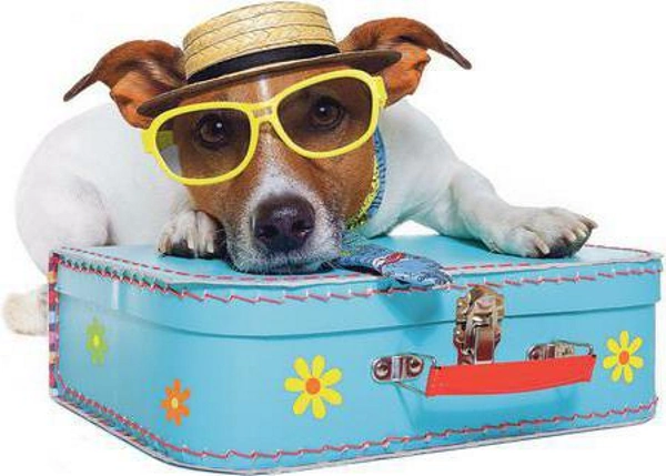 Как правильно отдохнуть с собакой на море — советы и рекомендации