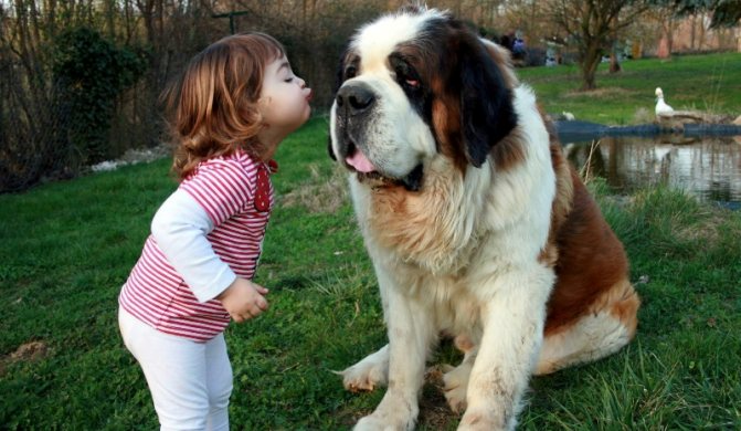 Как сделать чтобы купили собаку. Как уговорить родителей купить собаку: практические советы