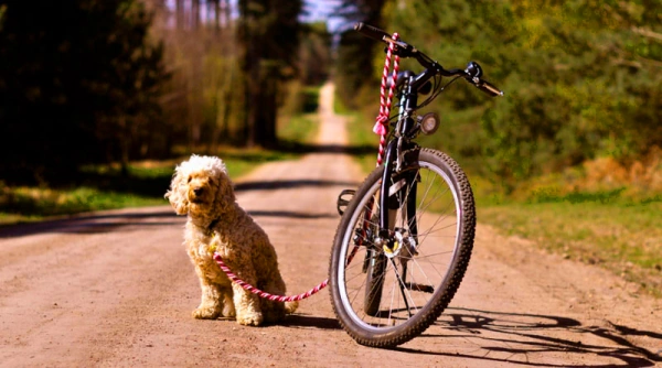 Как собакам и велосипедистам ужиться на одном тротуаре?