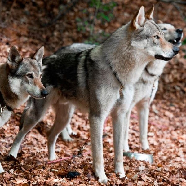 Северная инуитская собака