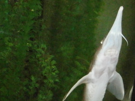 Фото Сибирский осётр