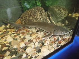 Фото Сибирский осётр