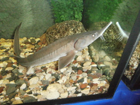 Фото Сибирский осётр