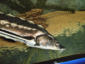 Фото Русский осётр