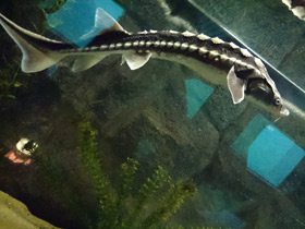 Фото Русский осётр