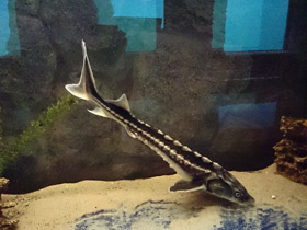 Фото Русский осётр