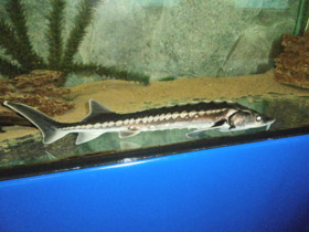 Фото Русский осётр