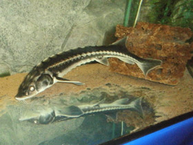 Фото Русский осётр