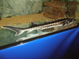 Фото Русский осётр