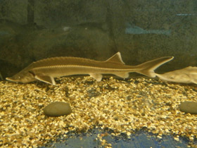 Фото Стерлядь