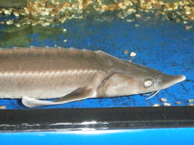 Фото Стерлядь