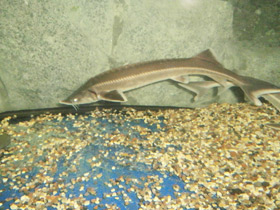 Фото Стерлядь