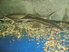 Фото Стерлядь