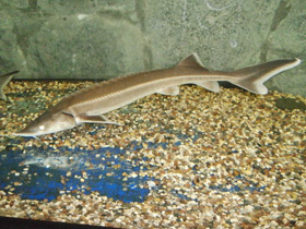 Фото Стерлядь