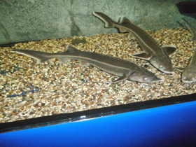 Фото Стерлядь