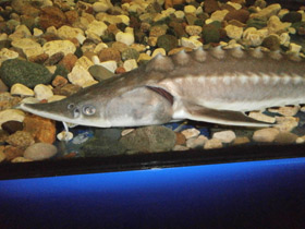 Фото Амурский осётр