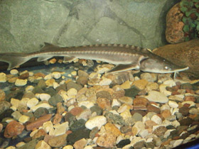 Фото Амурский осётр