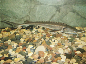 Фото Амурский осётр