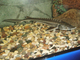 Фото Амурский осётр