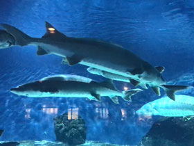 Фото Китайский осётр