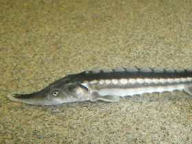 Фото Севрюга