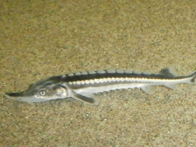 Фото Севрюга