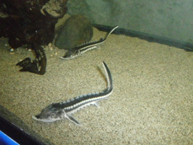 Фото Севрюга