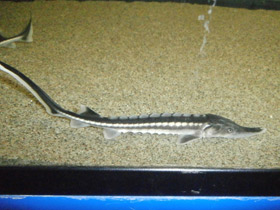 Фото Севрюга