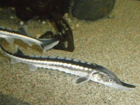 Фото Севрюга