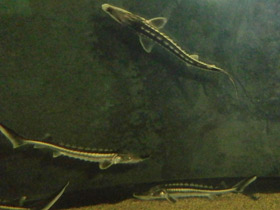 Фото Севрюга