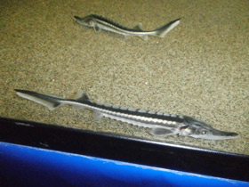 Фото Севрюга