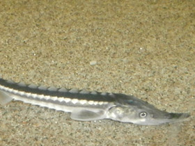 Фото Севрюга