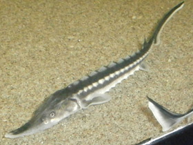 Фото Севрюга