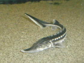 Фото Севрюга