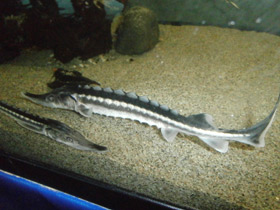 Фото Севрюга